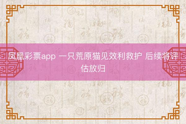 凤凰彩票app 一只荒原猫见效利救护 后续将评估放归